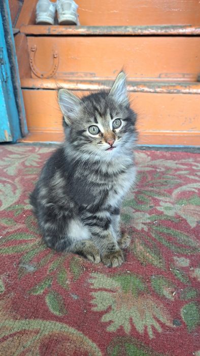 Милые котята ищут дом