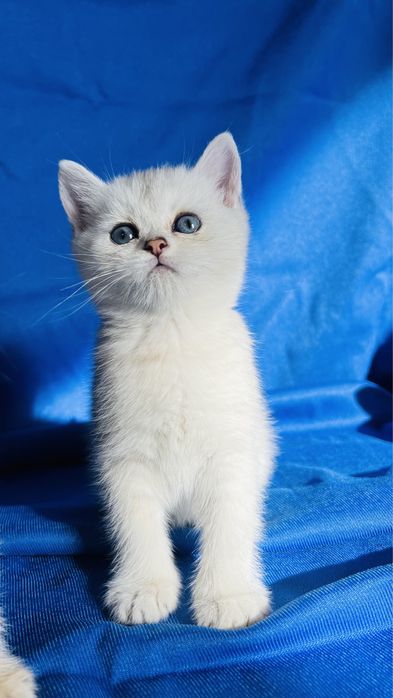 Британские короткошерстные серебристые  шиншиллы