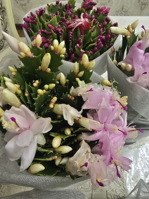 Декабрист по низкой цене