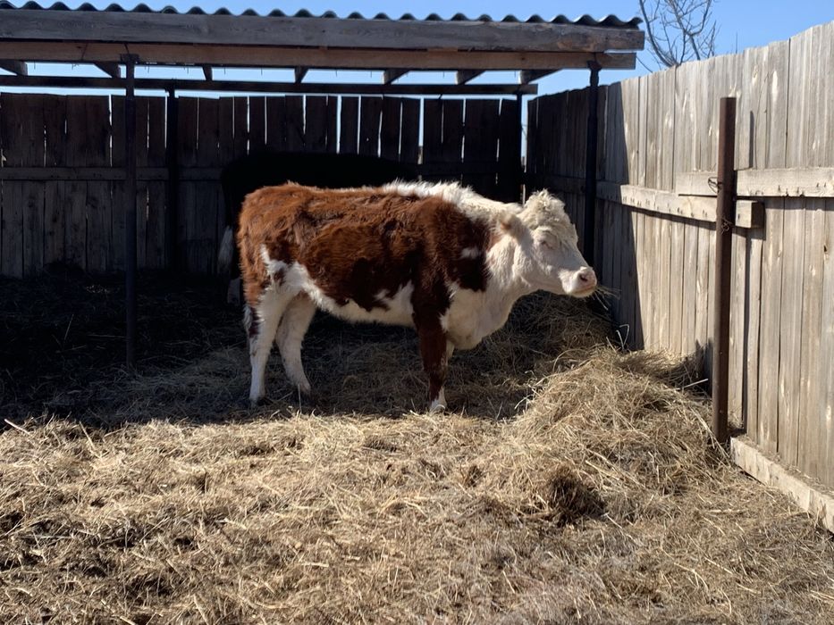 Кашар сатам 2,5 жаста қысыр