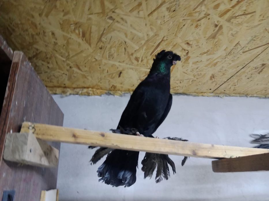 Продам   голубей