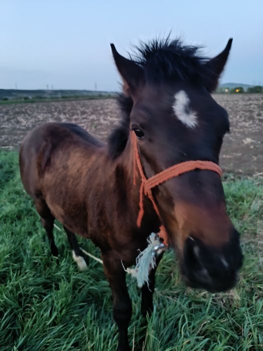 Mînz de vînzare  7 luni