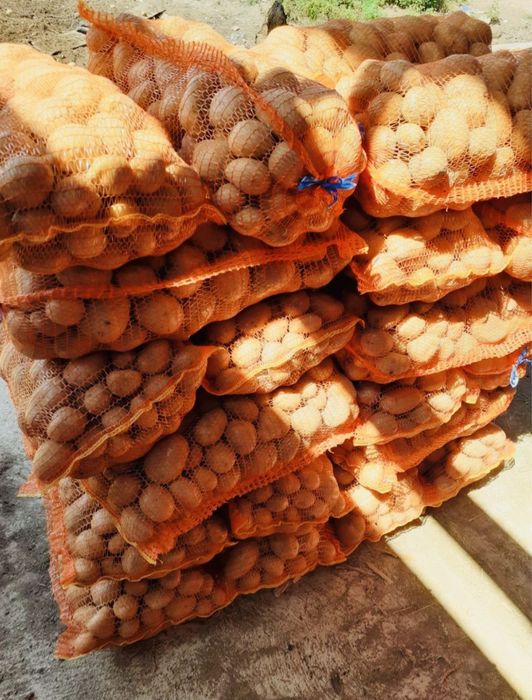 Cartofi Albi Mari (Pentru Consum)