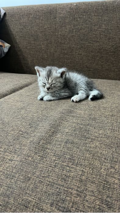 котят 2 месячный