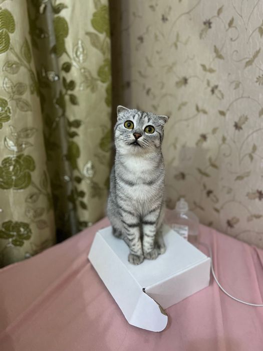 Отдам даром кошку