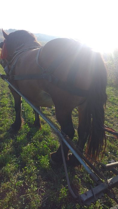 Vad iapă cu manza