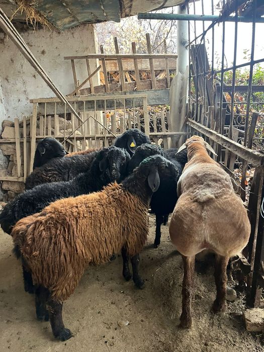 Кой токты сатылады