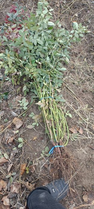 Atirgul kuchat sotiladi