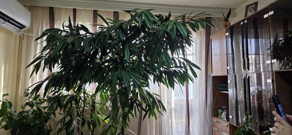 Фикус АЛИ голям 2метра дърво