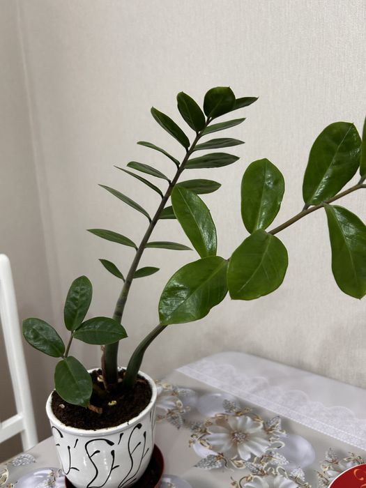 Замиокулькас (долларовое дерево)