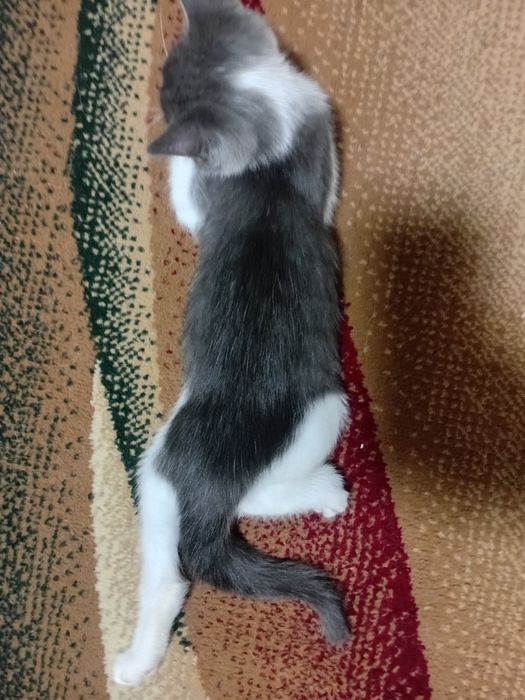 Котёнок Симба ,есть еще 1 котенок девочка.