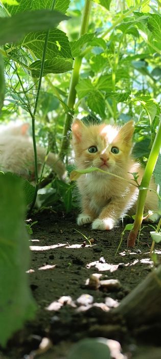 Отдам котят в хорошие руки