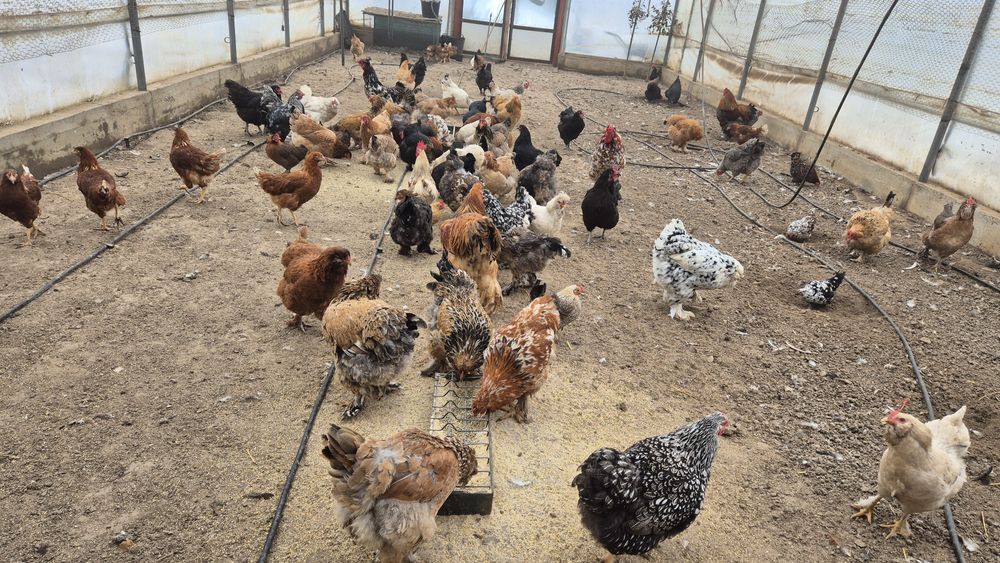 Oua de incubat de la aceste găini