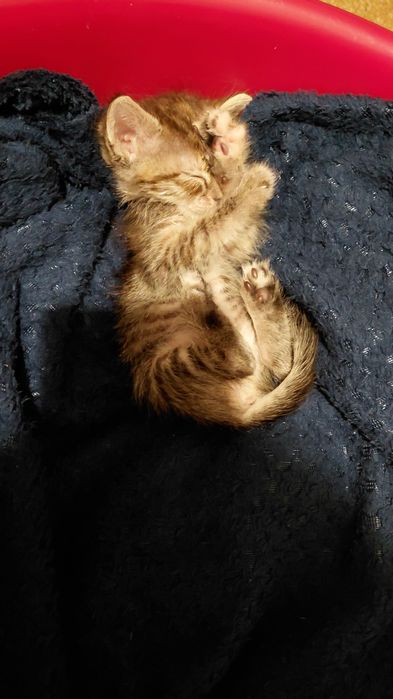 Отдаю котенка девочка