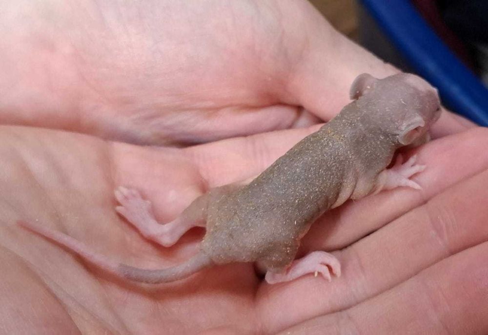 Крысята, лысые, сфинксы