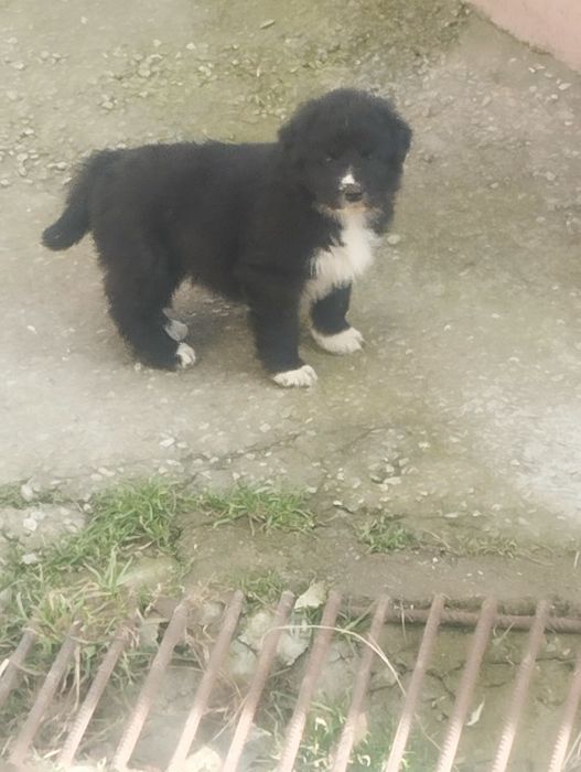 Mascul de Ciobanesc corb  cu pedigree tip A