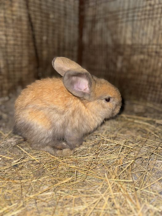 Продам крольчат 1,5 месячные