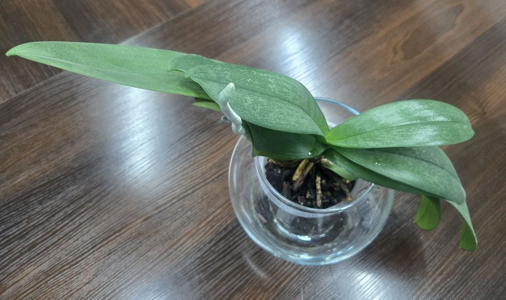 Продам   орхидею