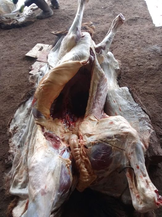 Жабаглар сатам Баянауыл