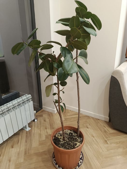 Комнатные цветы растения