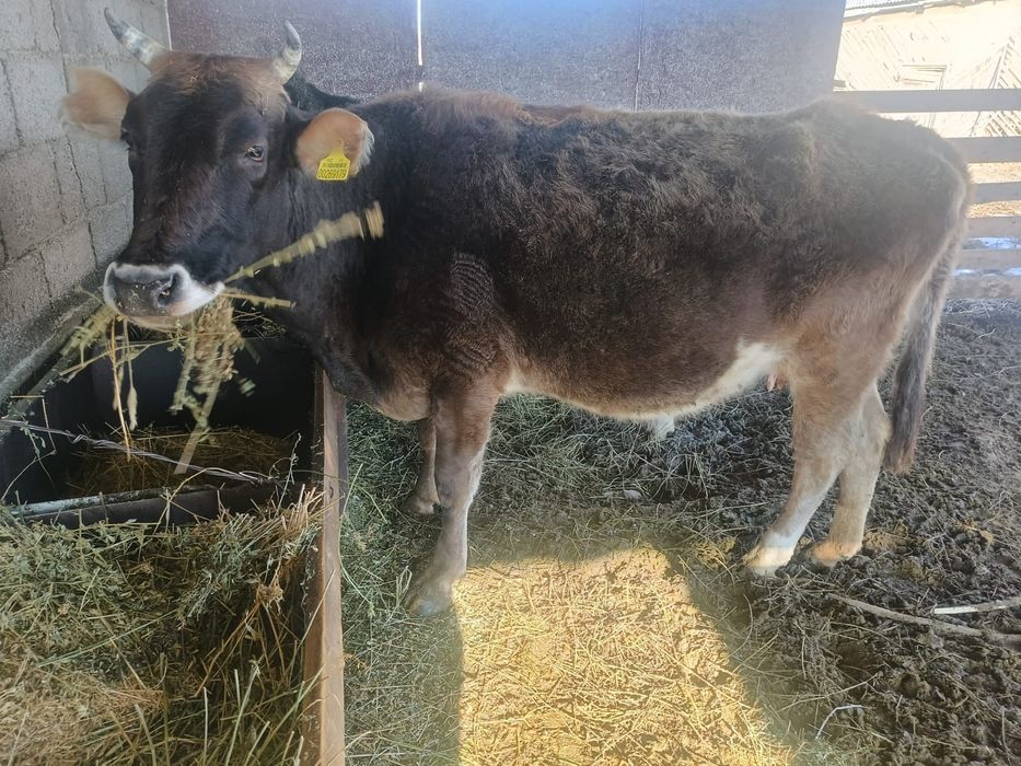 Сиыр 5 жасар сатылады