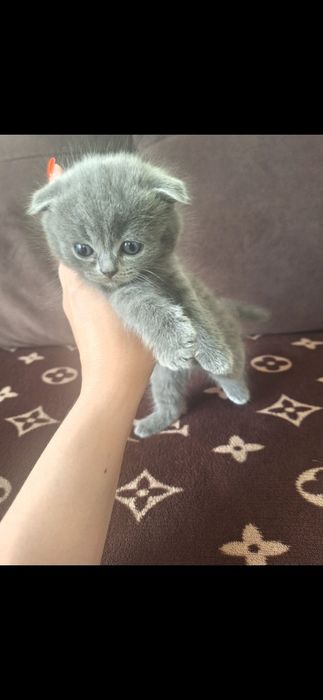 Продам котят шотландских
