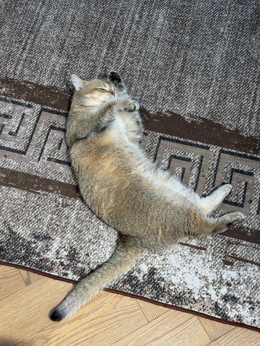 Золотая Шиншилла