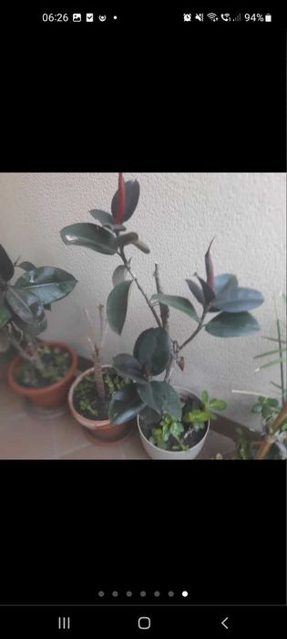 Planta natural ficus