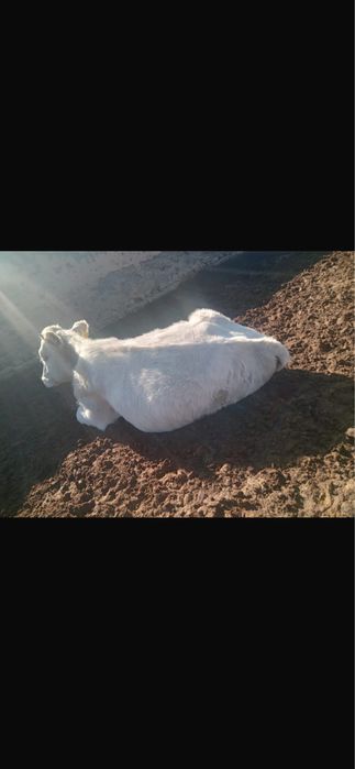 Сатылымда буаз кунажын