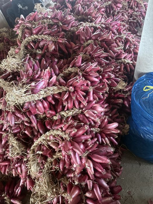 Ceapa rosie de buzau de apa impletita la funie