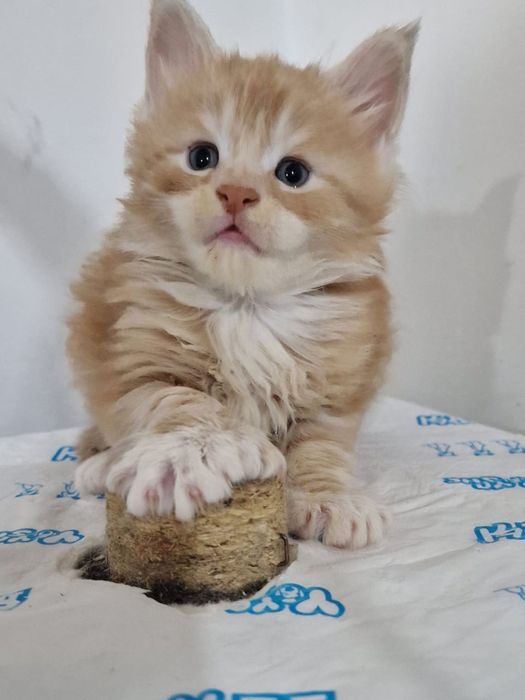 Шикарный полидакт  Мейн-Кун