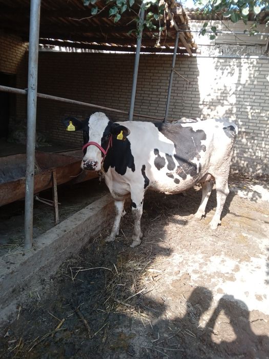 Гол.штейн зотли моллар