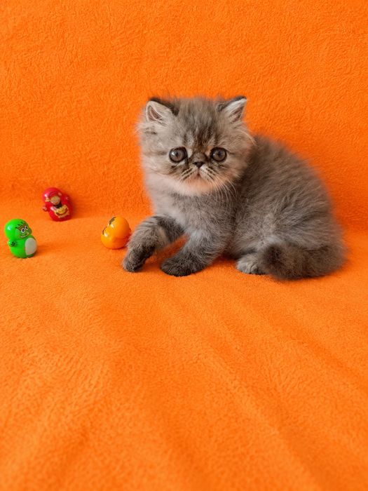 Персидские котята продажа