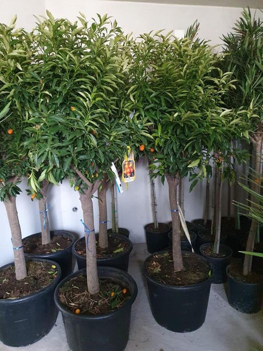 Pelmier trachycarpus fortunei, Chamaerops exclesa, cycas, maslin etc