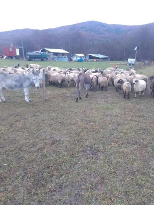 Vând sau Schimb Măgari