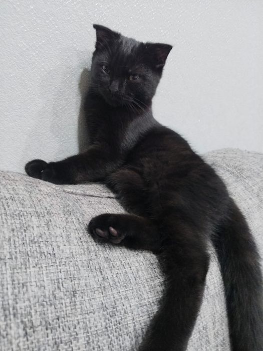 Продам котёнка скотишфолд