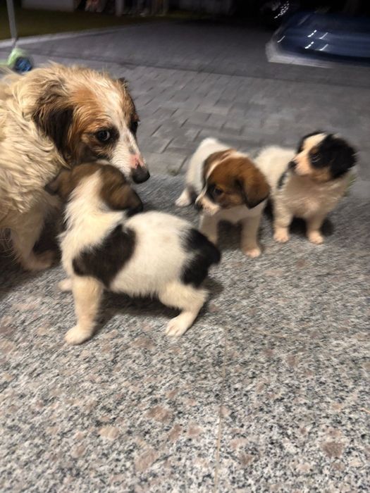 Ofer căței pentru adopție .