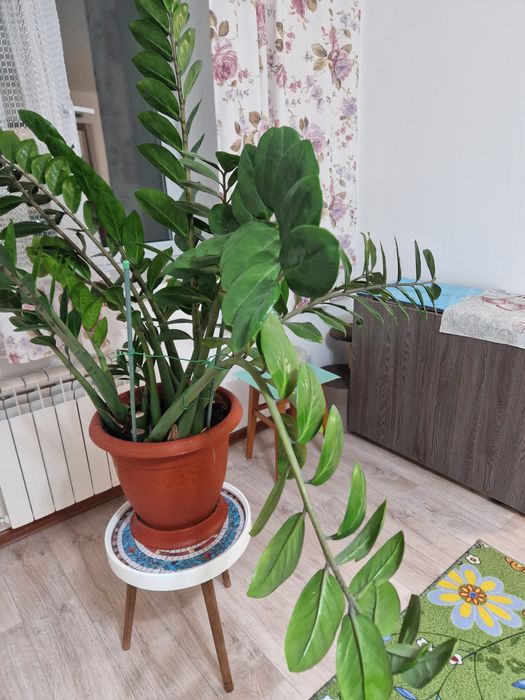 Замиакулькас (доллоровое дерево)