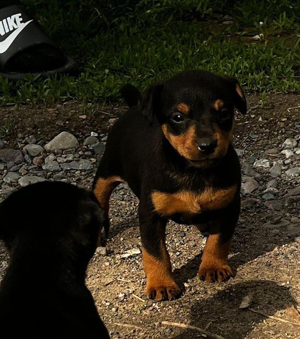 Продам щенков Ягдтерьера.