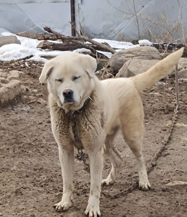 Төбет  күшік  үйретілмеген