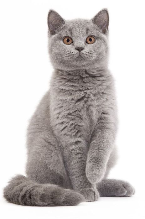 British Shorthair mushuk bolasi