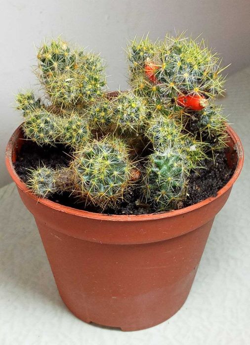 Продам.  Кактусы. Маммиллярия.  В наличии 3 горшочка. На ваш выбор.