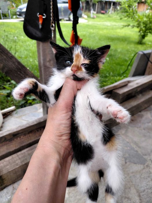 Малки котенца на 2месеца