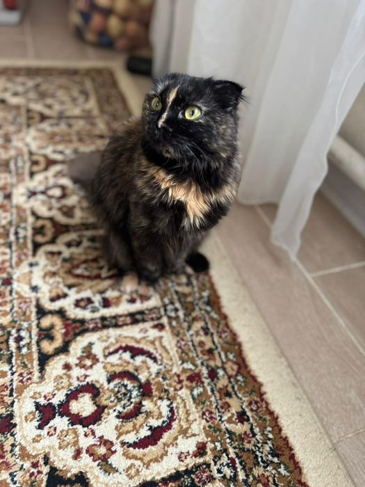 Кошка девочка отдам даром