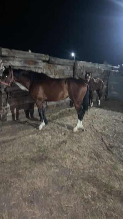 Продам жеребеца 6 лет