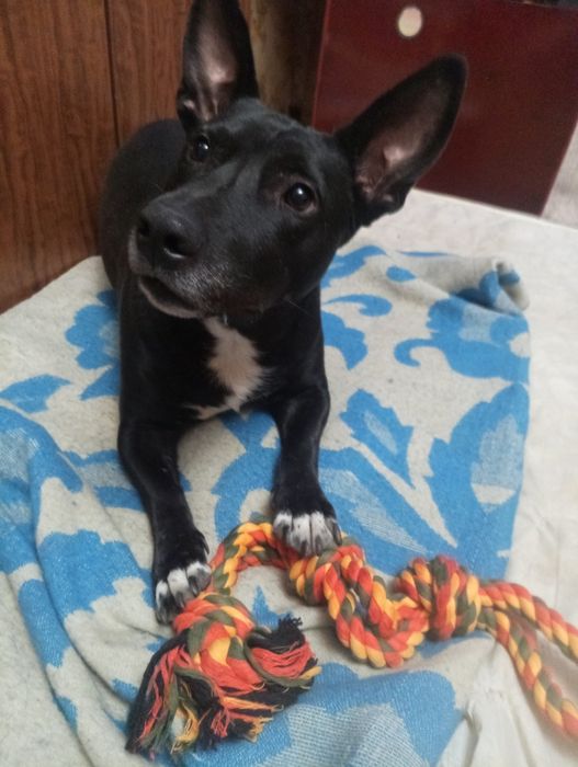 Славный пёс  ищет хозяина