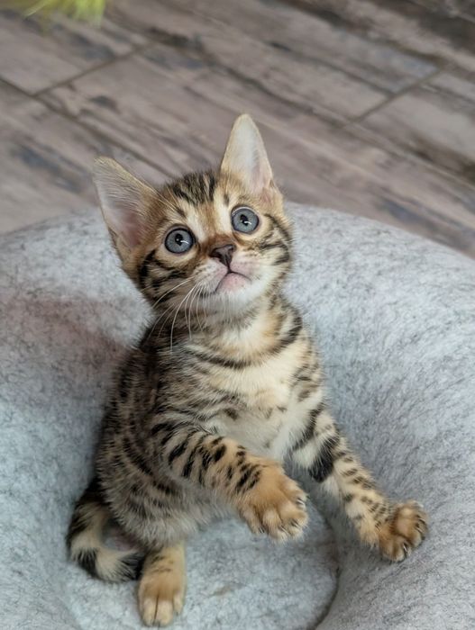 Бенгальские котята