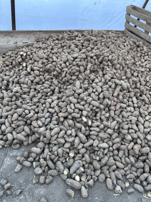 Cartofi pentru animale