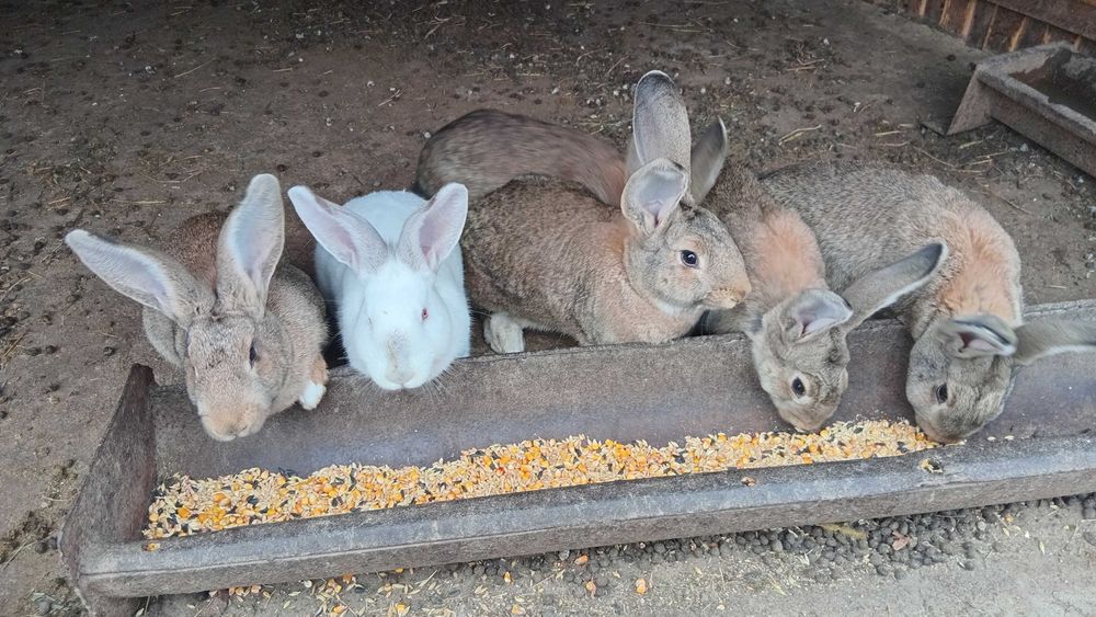 Vand iepurite Hycole Ffrancez