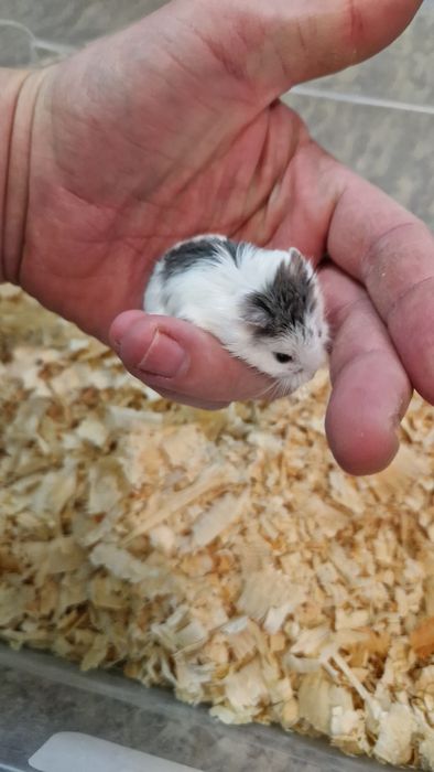 Мини хамстери хамстери